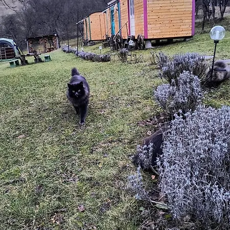 Poiana Stelelor Κάμπινγκ Văleni